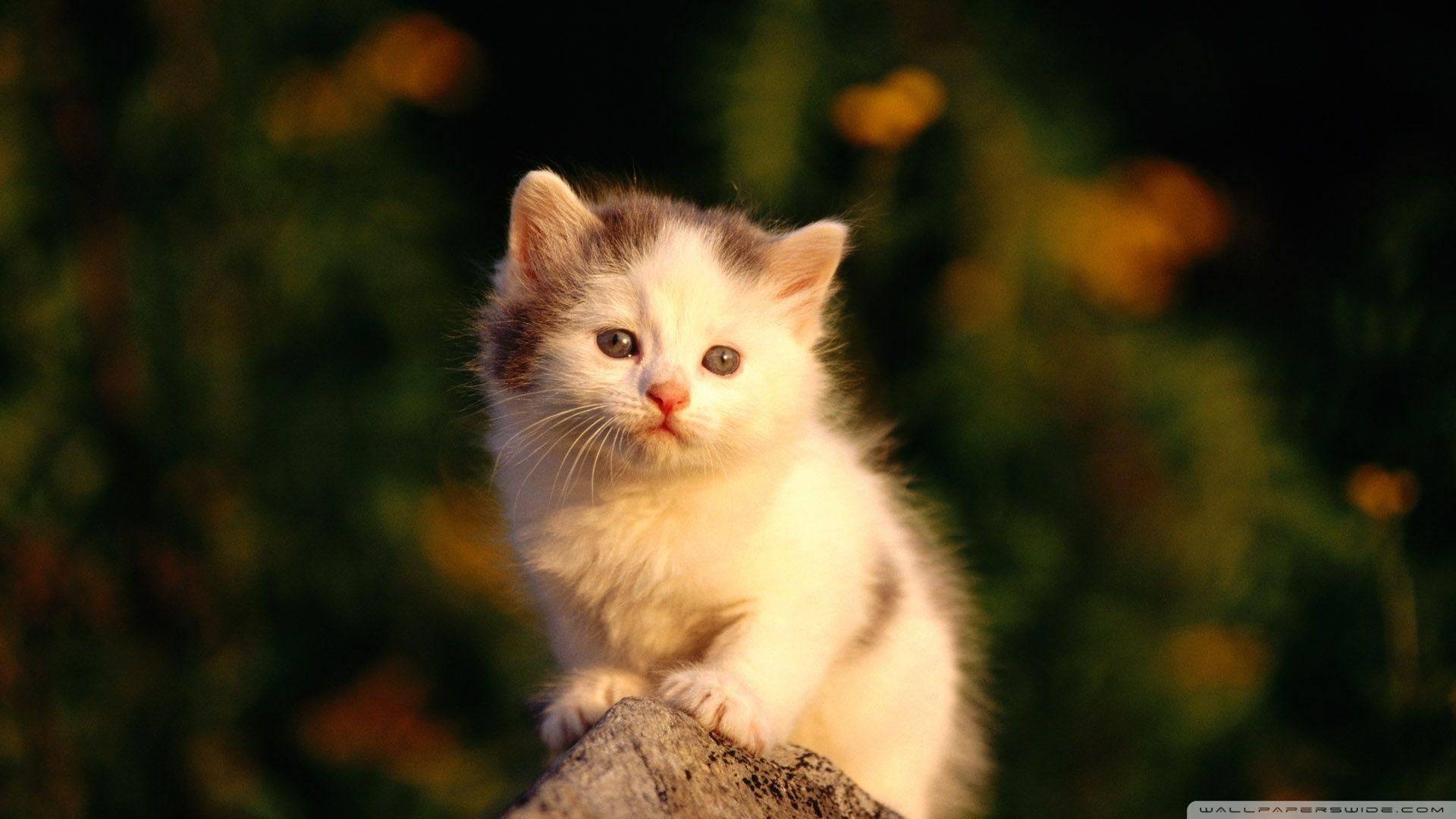 Free Cat Wallpapers For Desktop Wallpaper Cave