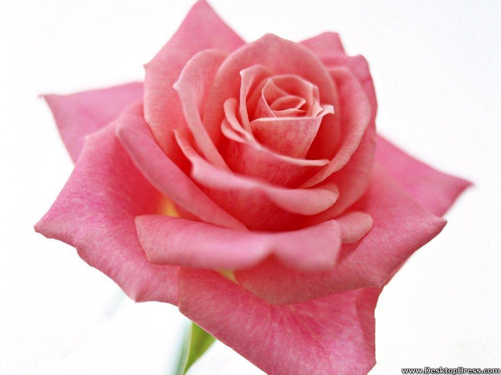 Pink Rose White Backgrounds Wallpaper Cave