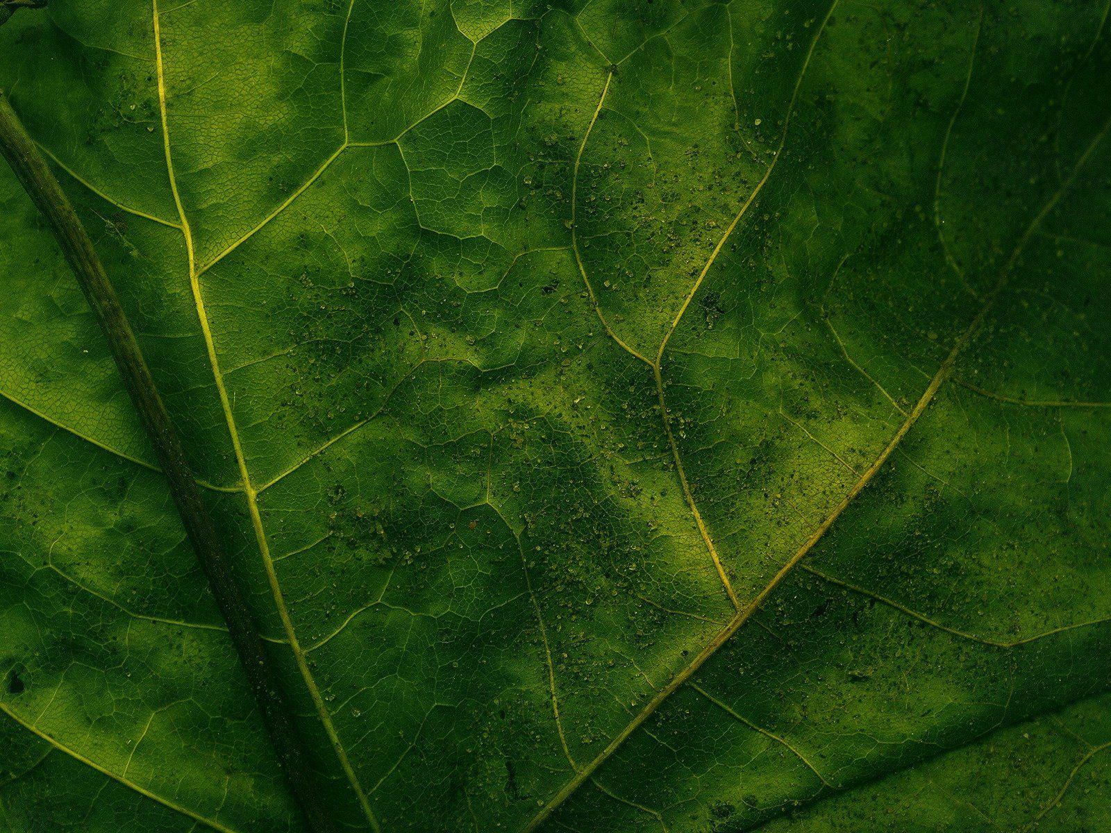 Leaf Wallpapers For Tablets MAXIPX