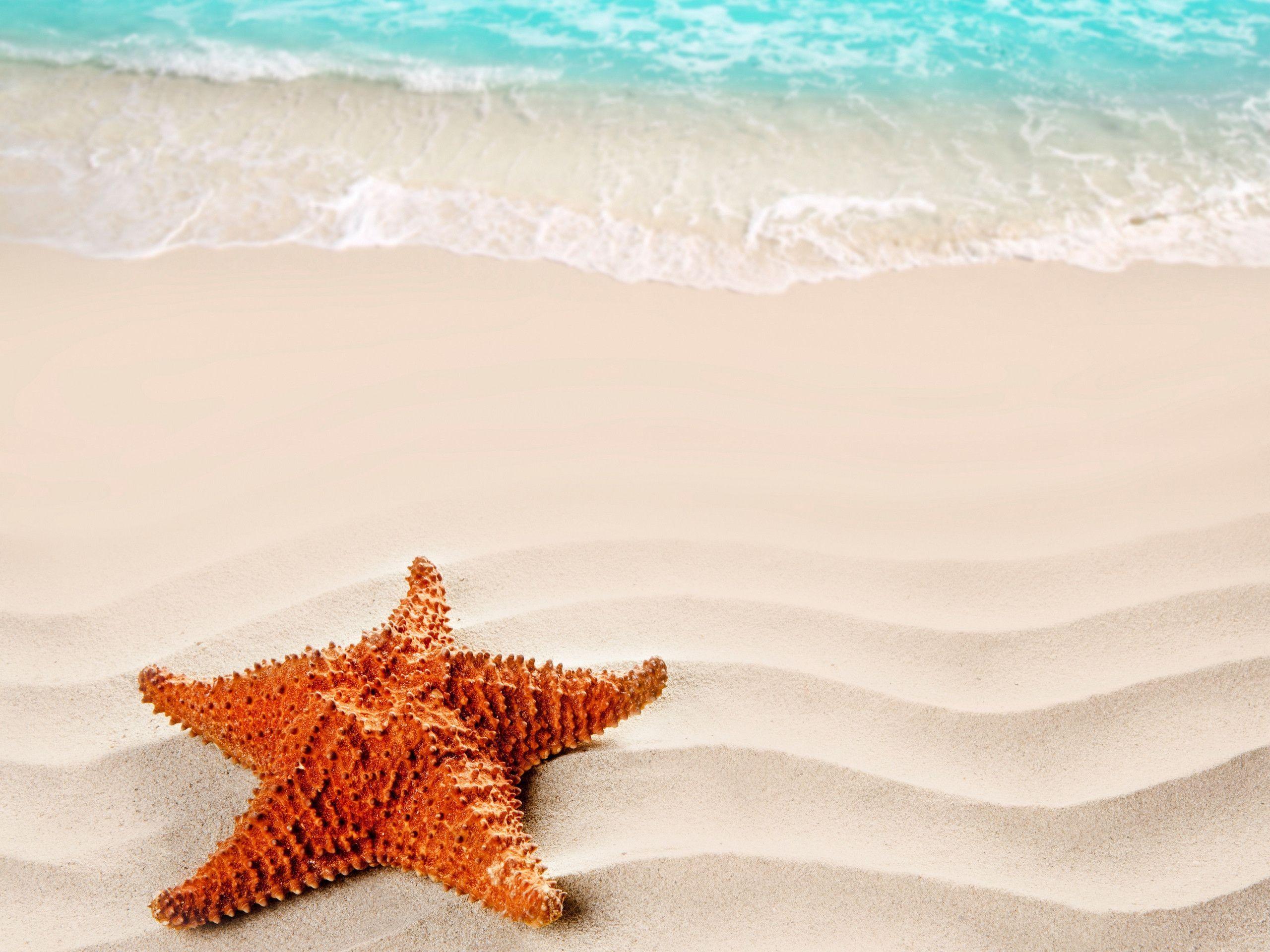 Starfish Wallpapers Wallpaper Cave
