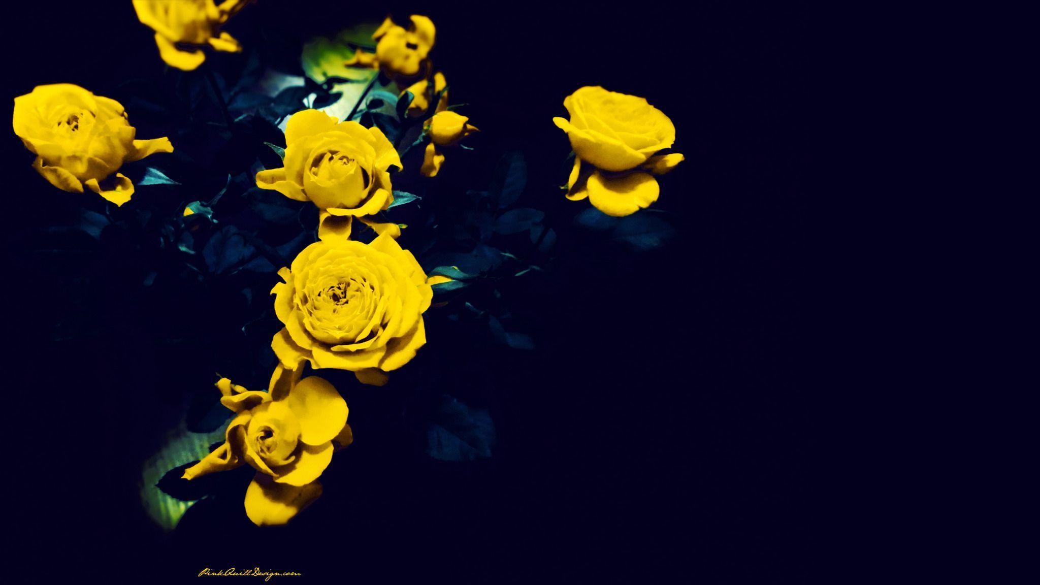 Yellow Roses Wallpapers Wallpaper Cave