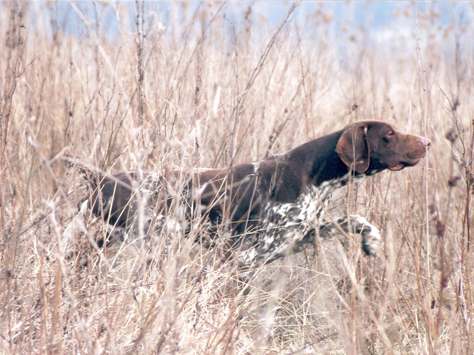 Hunting Dog Wallpapers Wallpaper Cave