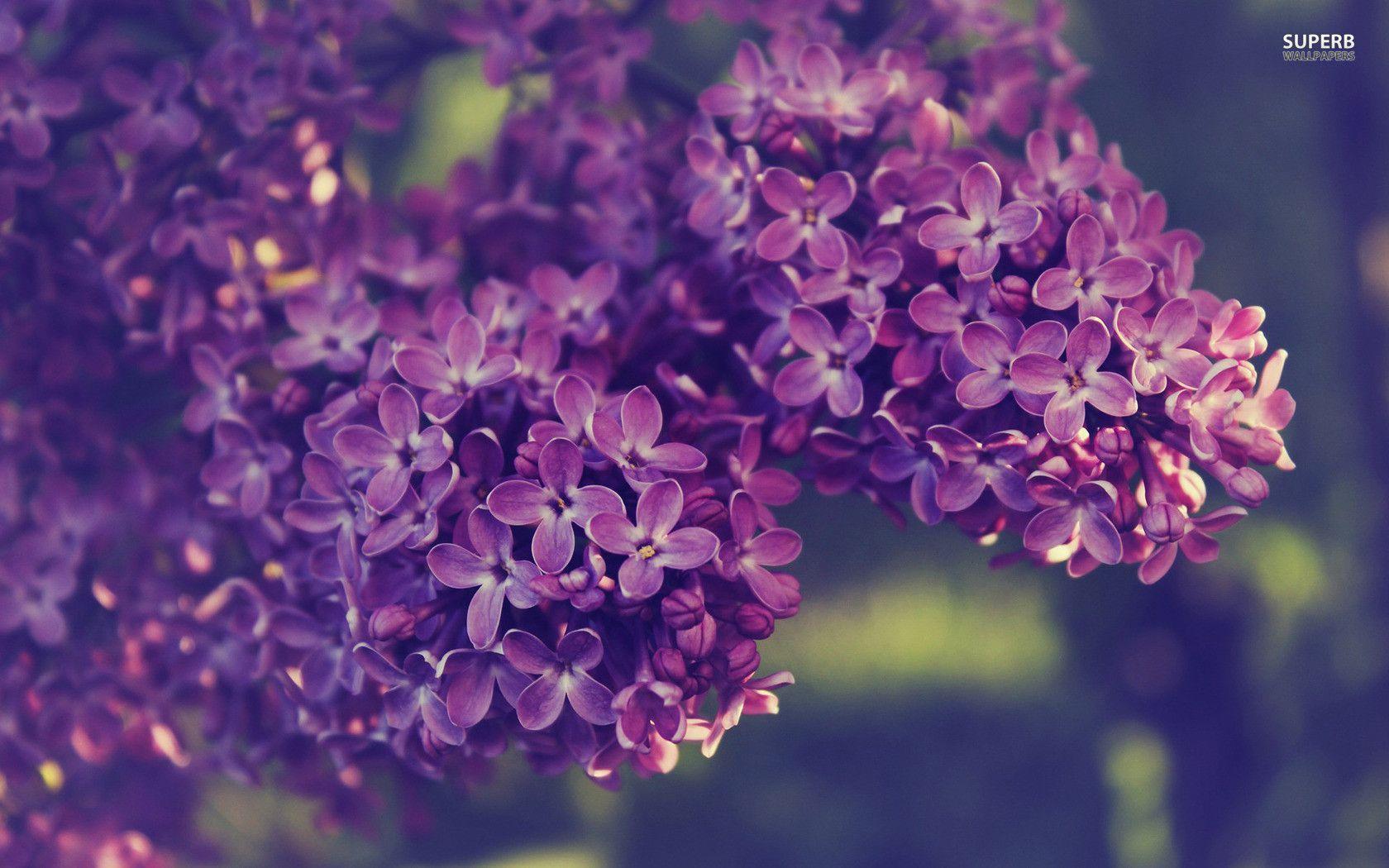 Lilac Wallpapers Wallpaper Cave