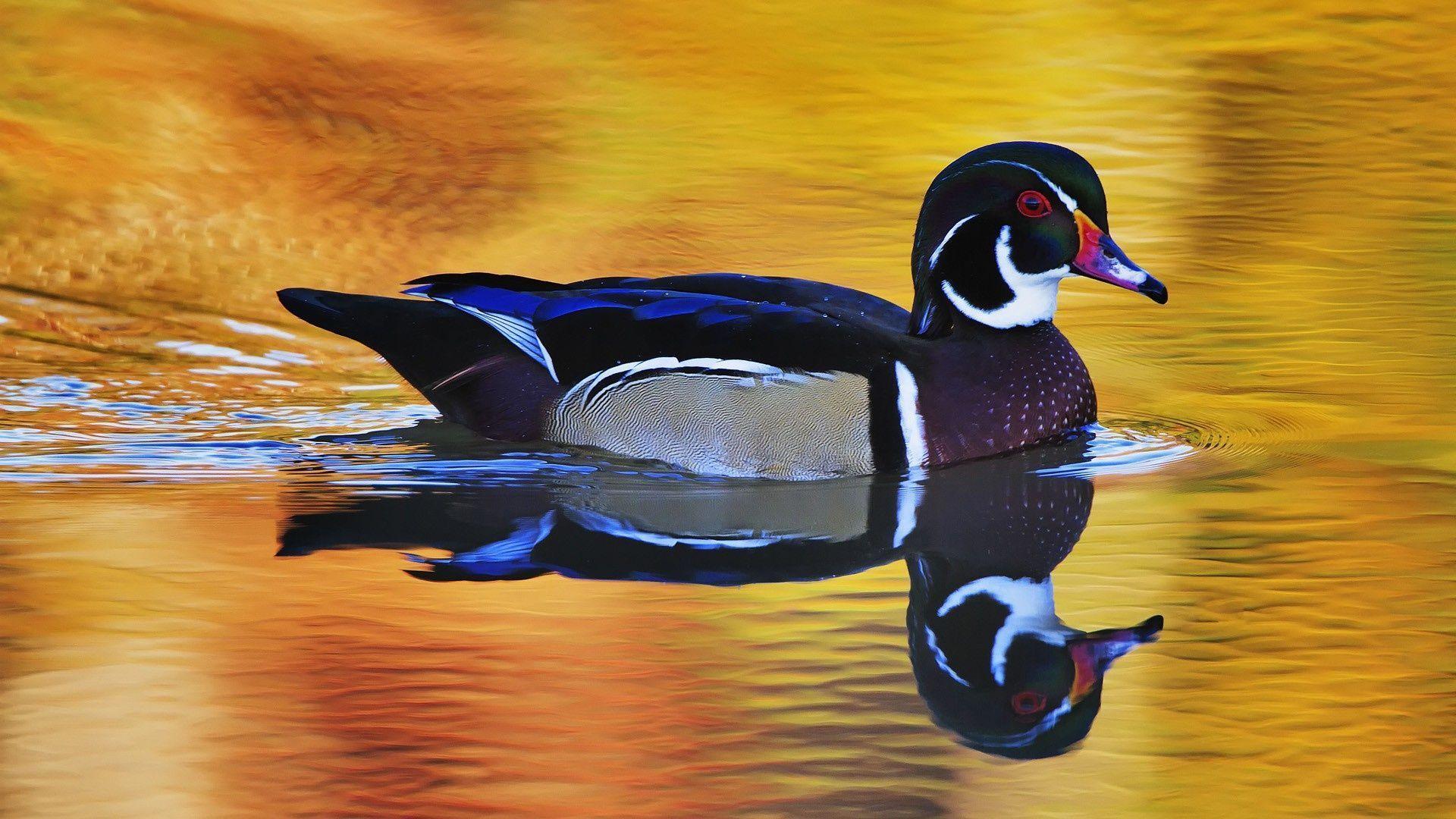 Wood Duck Wallpapers Wallpaper Cave