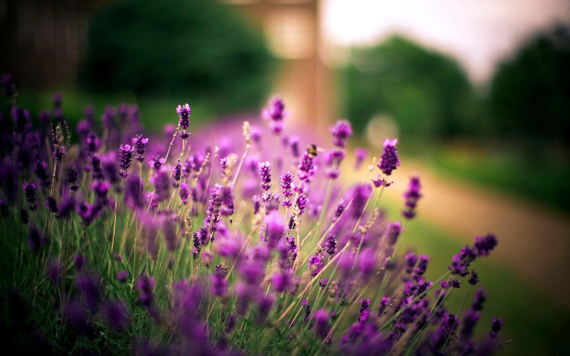 Lavender Flower Wallpapers Wallpaper Cave