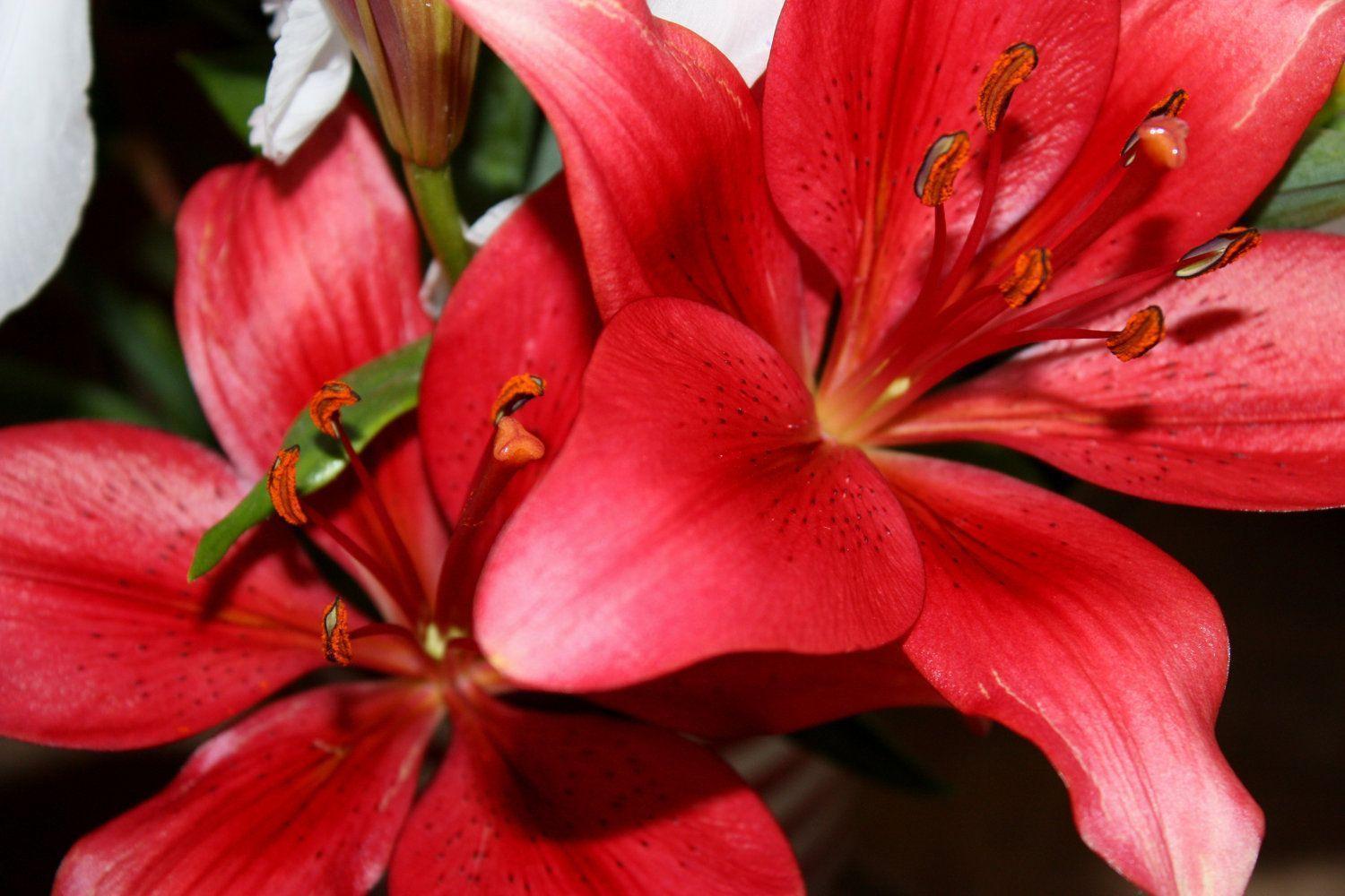 Tiger Lily Wallpapers Wallpaper Cave