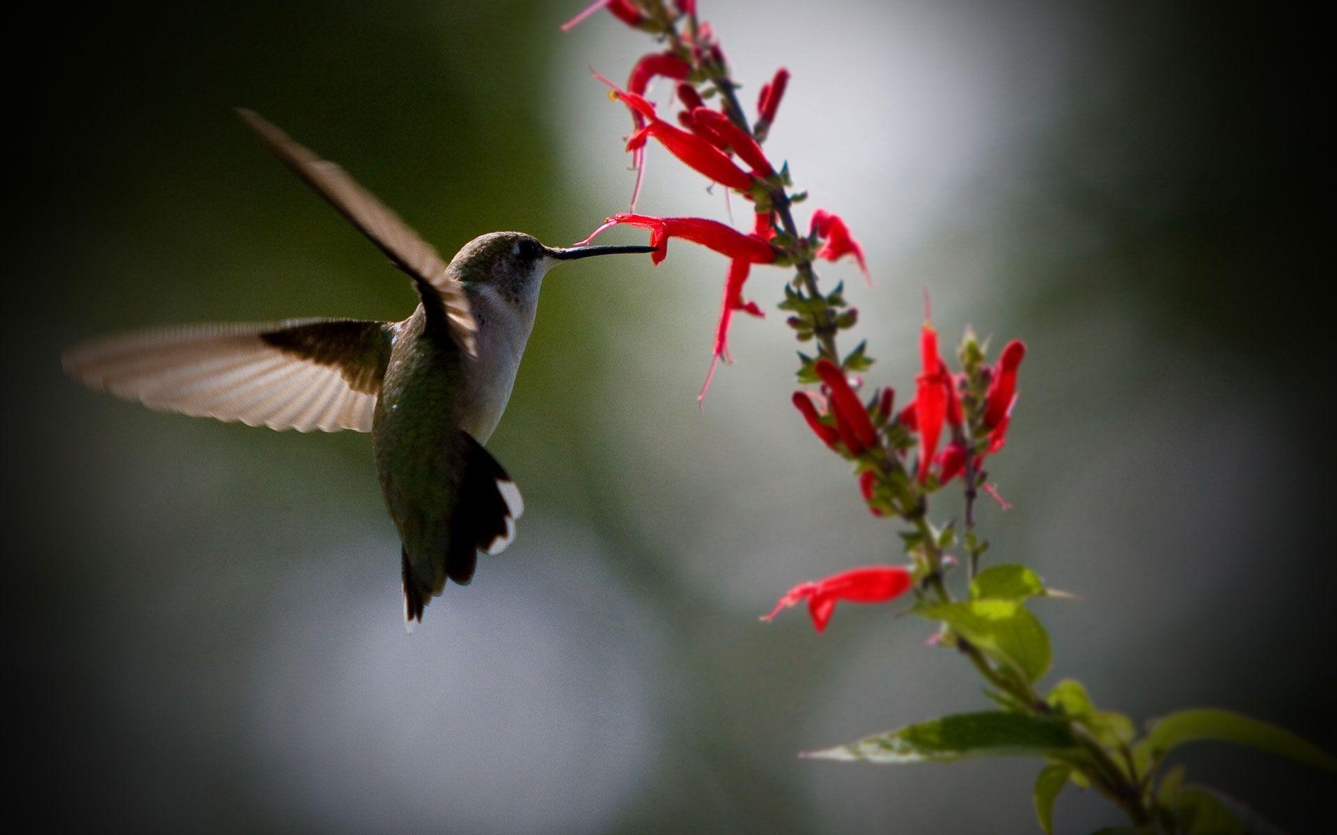 Free Hummingbird Wallpapers Wallpaper Cave
