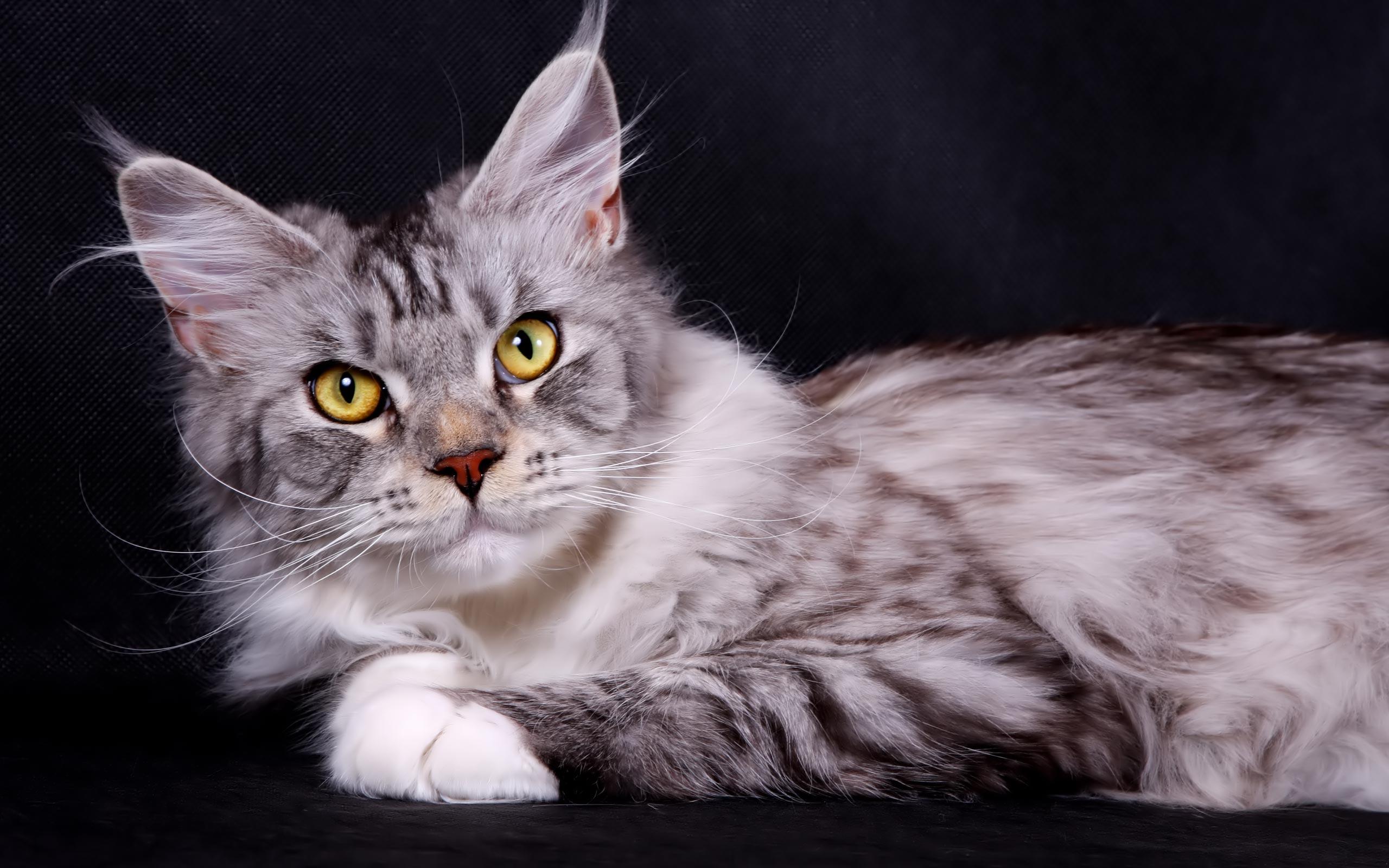 Maine Coon Wallpapers Wallpaper Cave