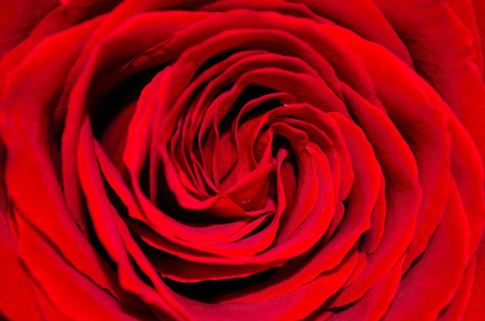 Red Roses Backgrounds Wallpaper Cave