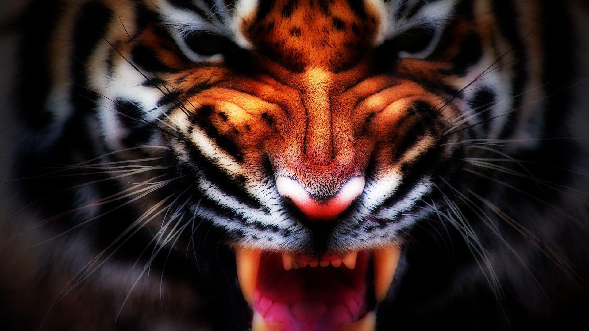 Tiger Face Wallpapers Wallpaper Cave