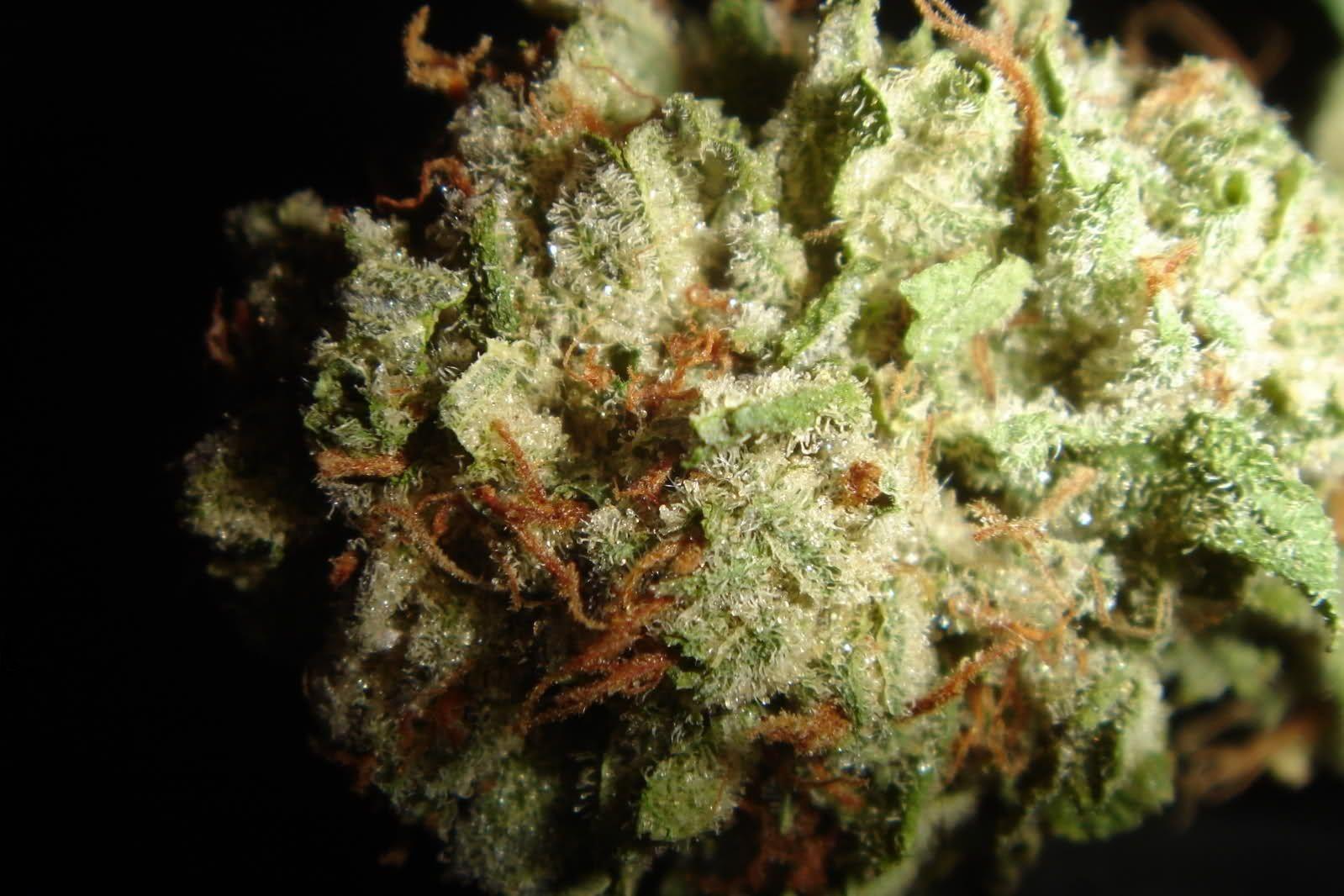 Kush Wallpapers Wallpaper Cave