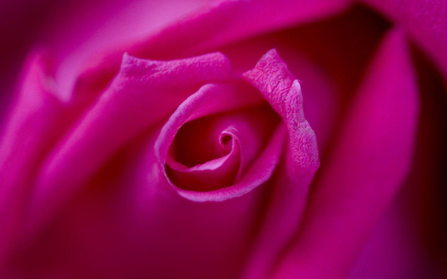 Fuschia Wallpapers Wallpaper Cave