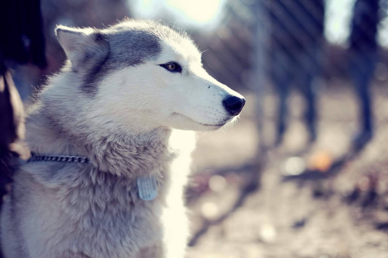 Husky Wallpapers Wallpaper Cave