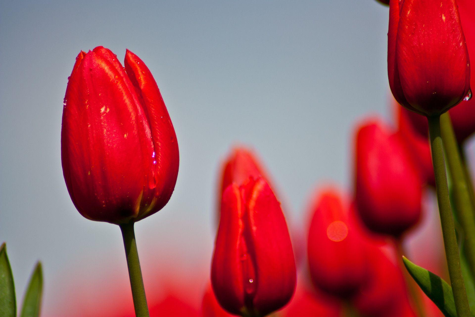 Red Tulip Wallpapers Wallpaper Cave