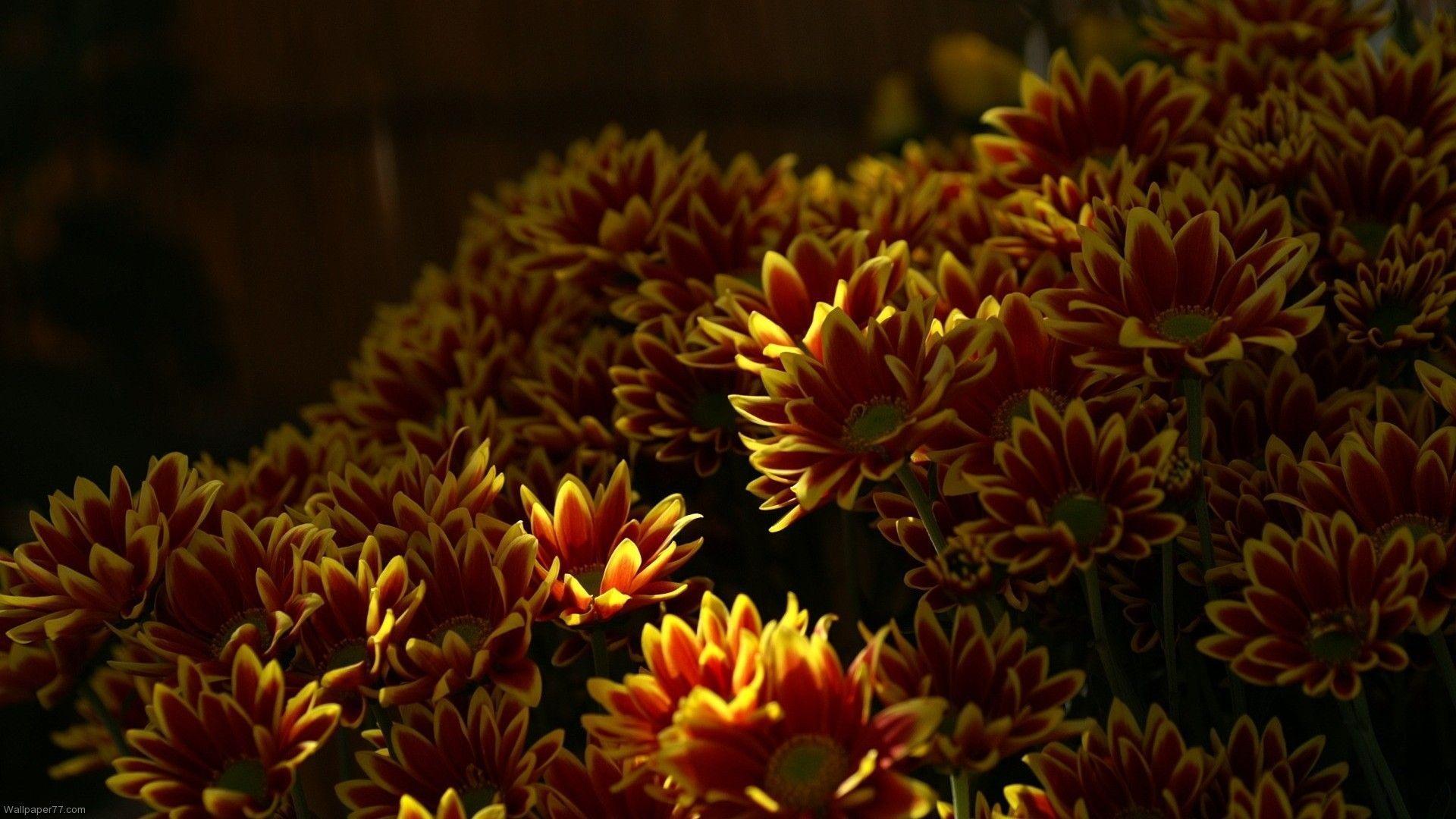 Fire Flower Wallpapers Wallpaper Cave