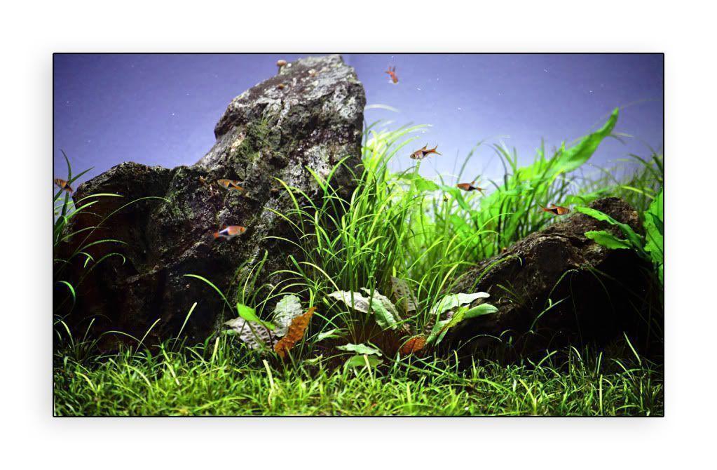 Aquarium Backgrounds Pictures Wallpaper Cave