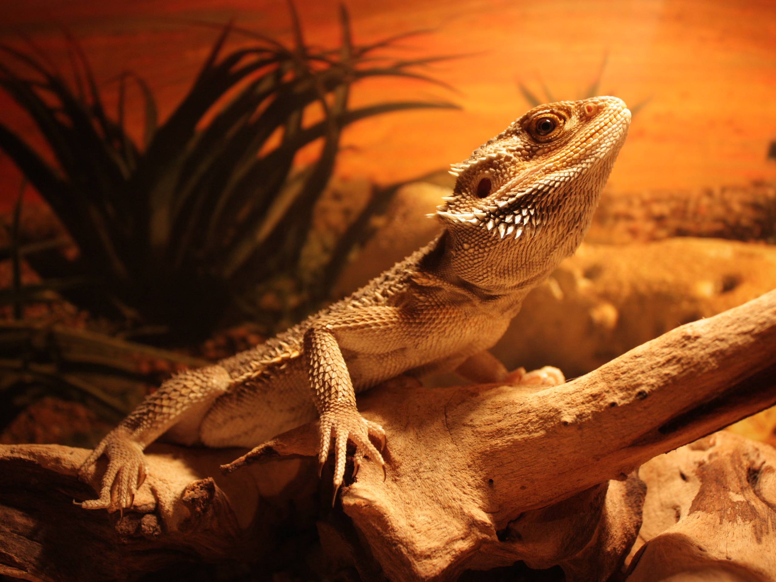 Lizard Wallpapers Wallpaper Cave