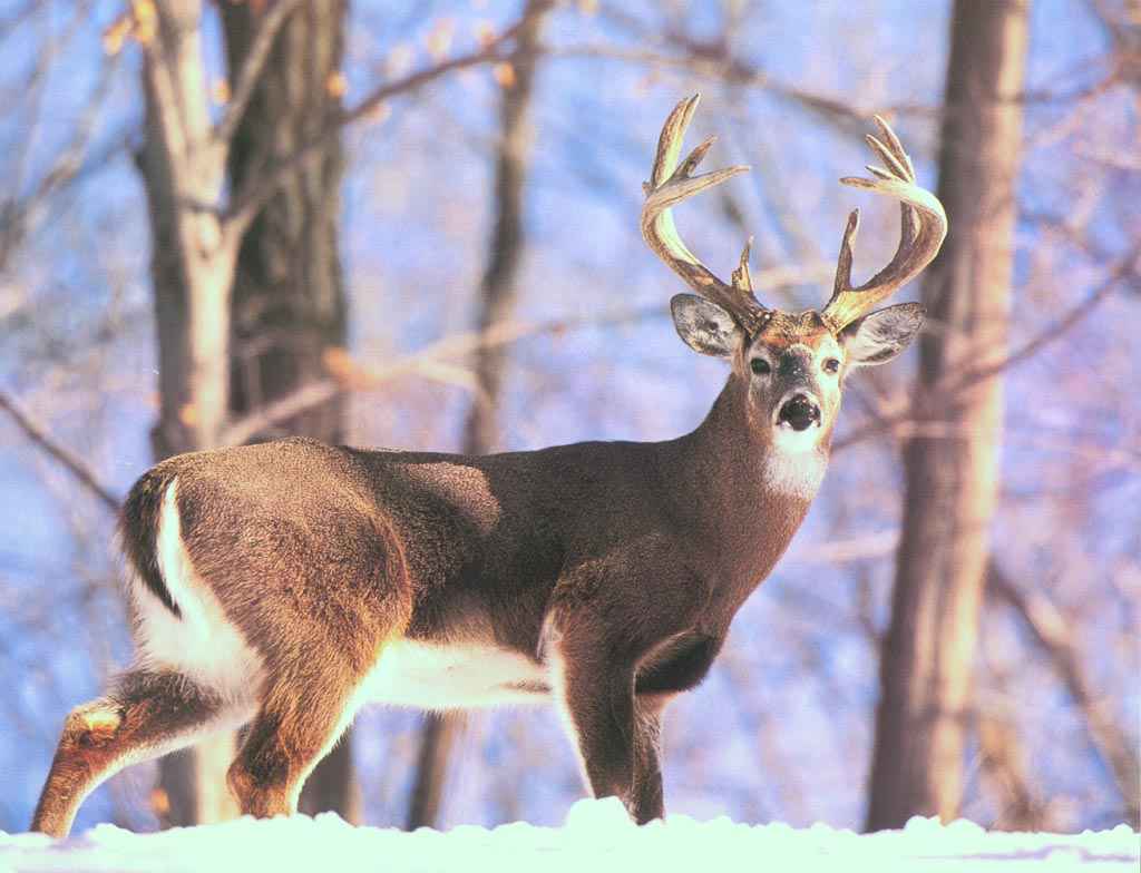 Free Whitetail Deer Wallpapers Wallpaper Cave