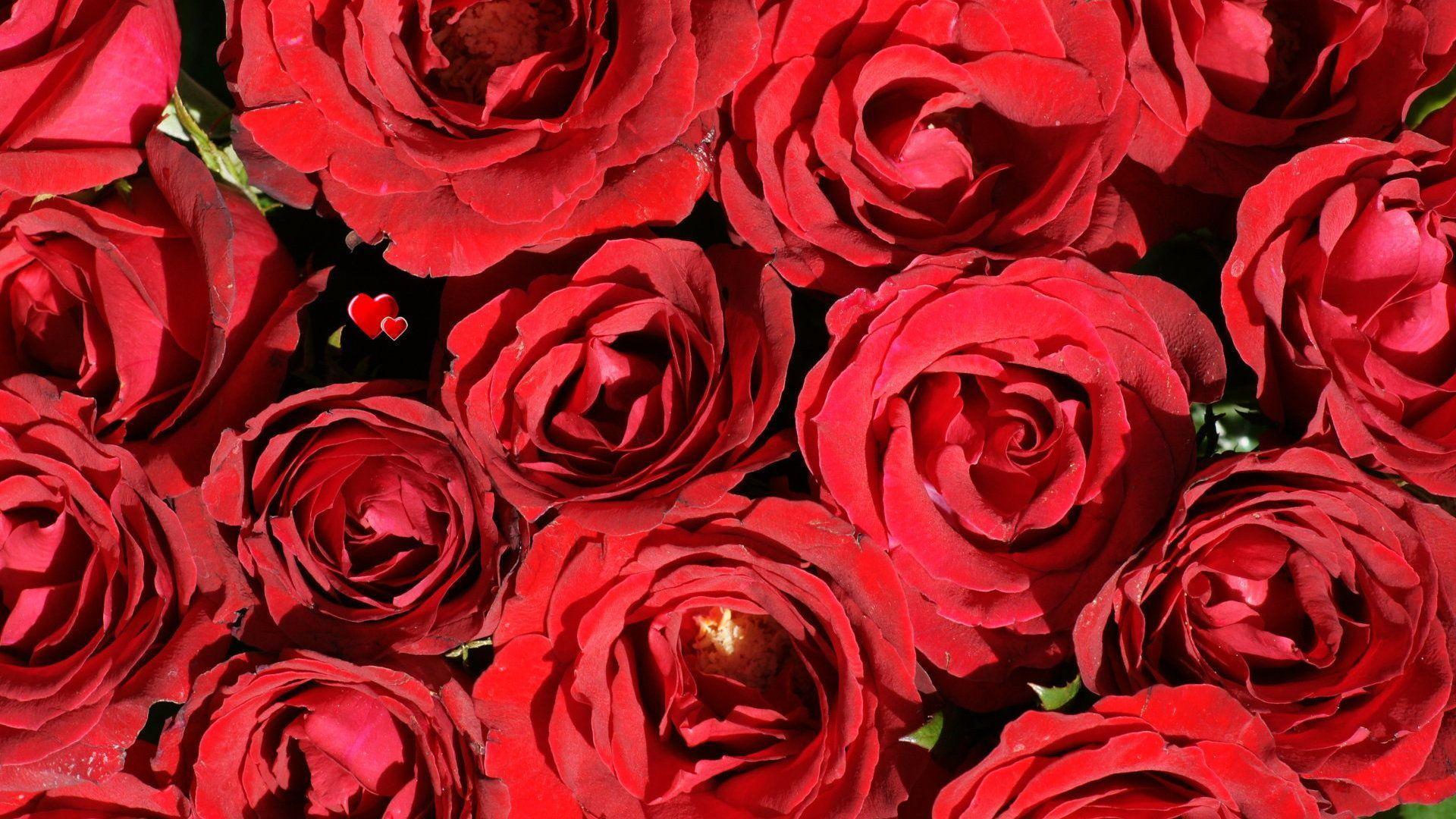 Red Roses Backgrounds Wallpaper Cave