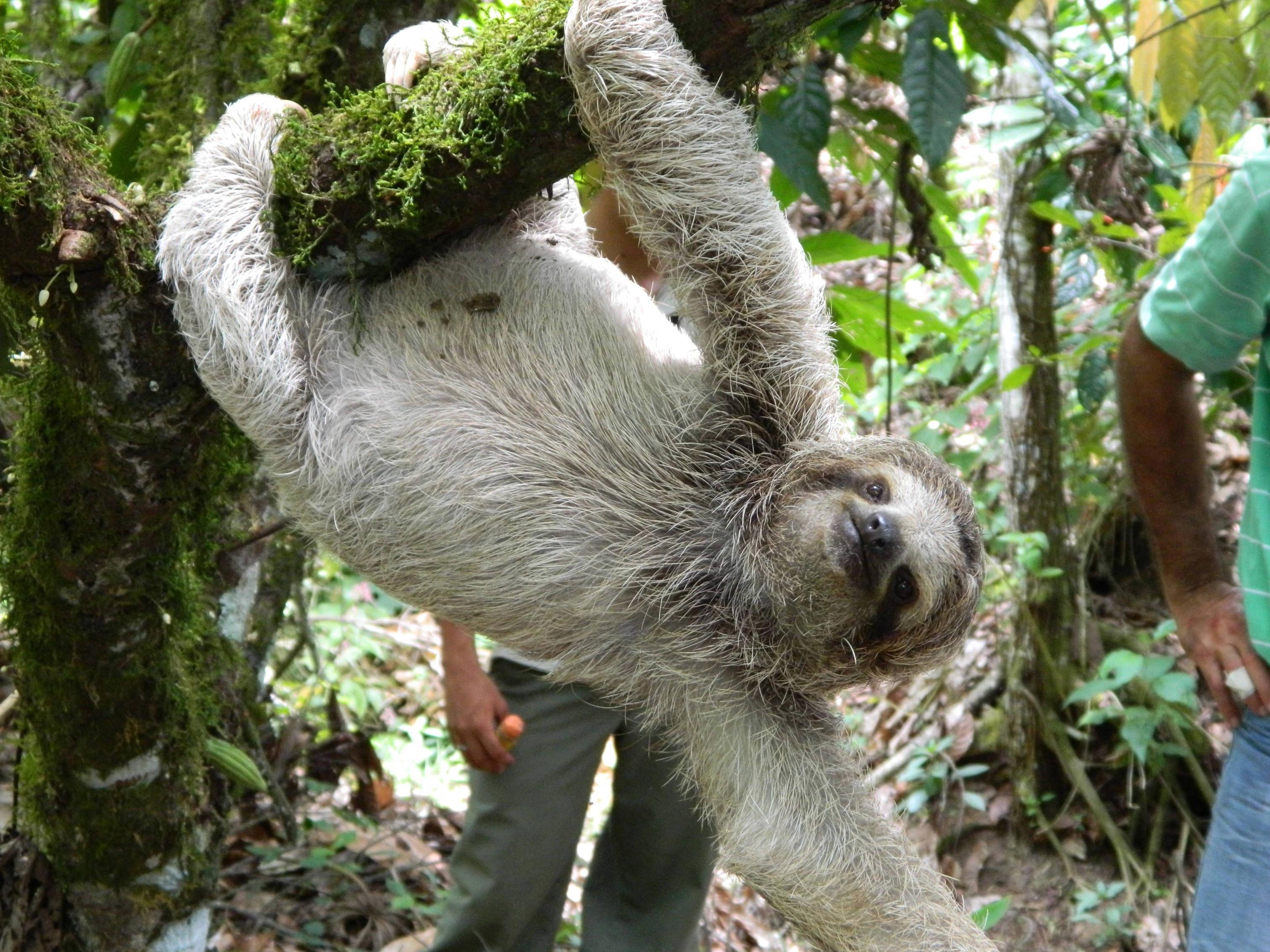 Sloth Wallpapers Wallpaper Cave