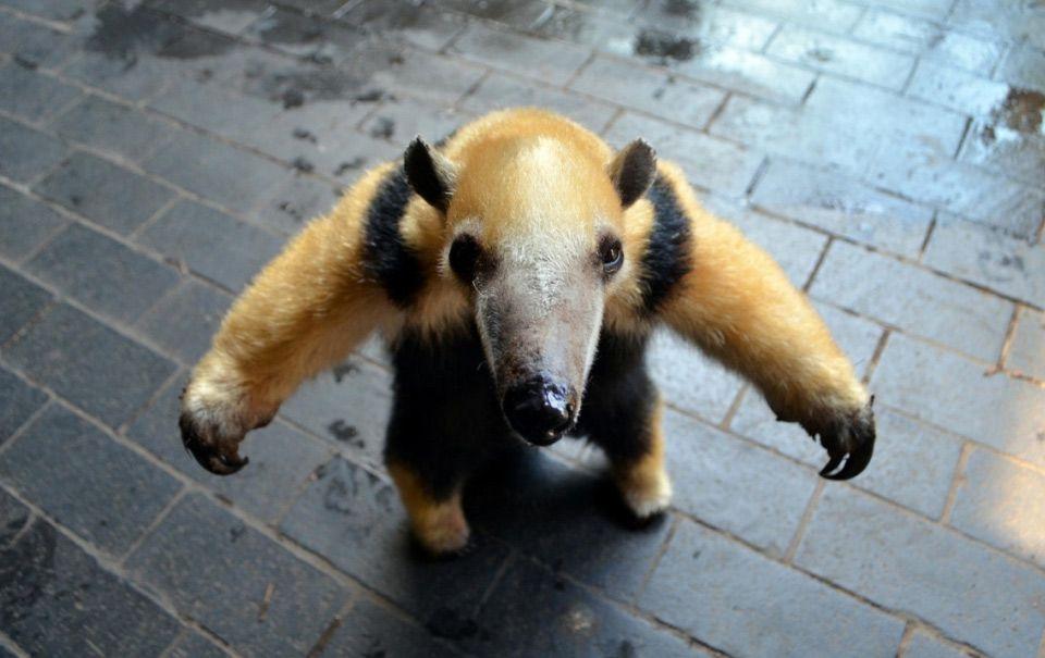 Anteater Wallpapers Wallpaper Cave