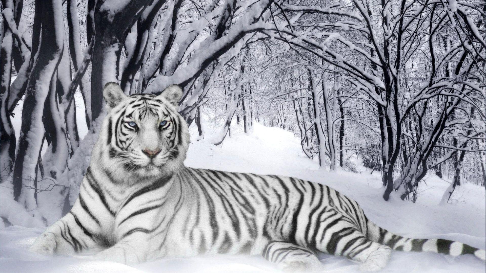 Baby White Tiger Wallpapers Wallpaper Cave