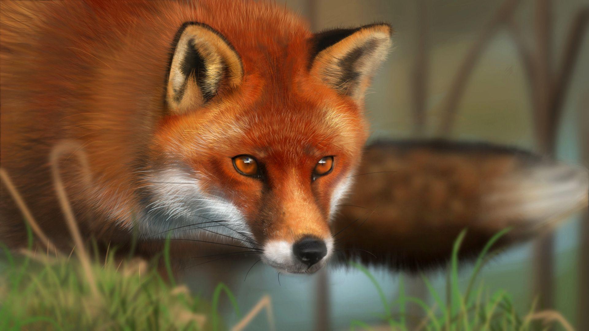 Red Fox Wallpapers Wallpaper Cave