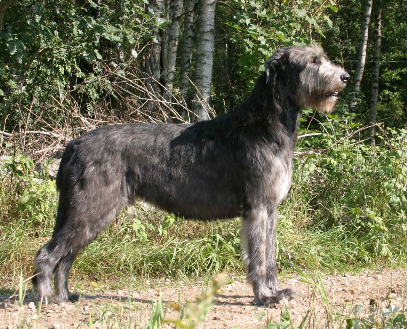 Irish Wolfhound Wallpapers Wallpaper Cave