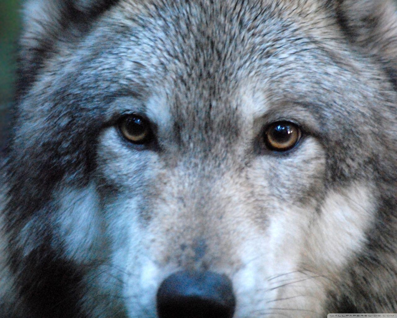 Grey Wolf Wallpapers Wallpaper Cave