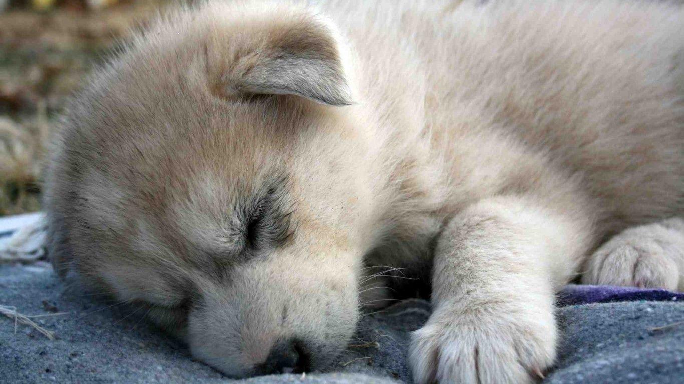 Baby Wolf Wallpapers Wallpaper Cave