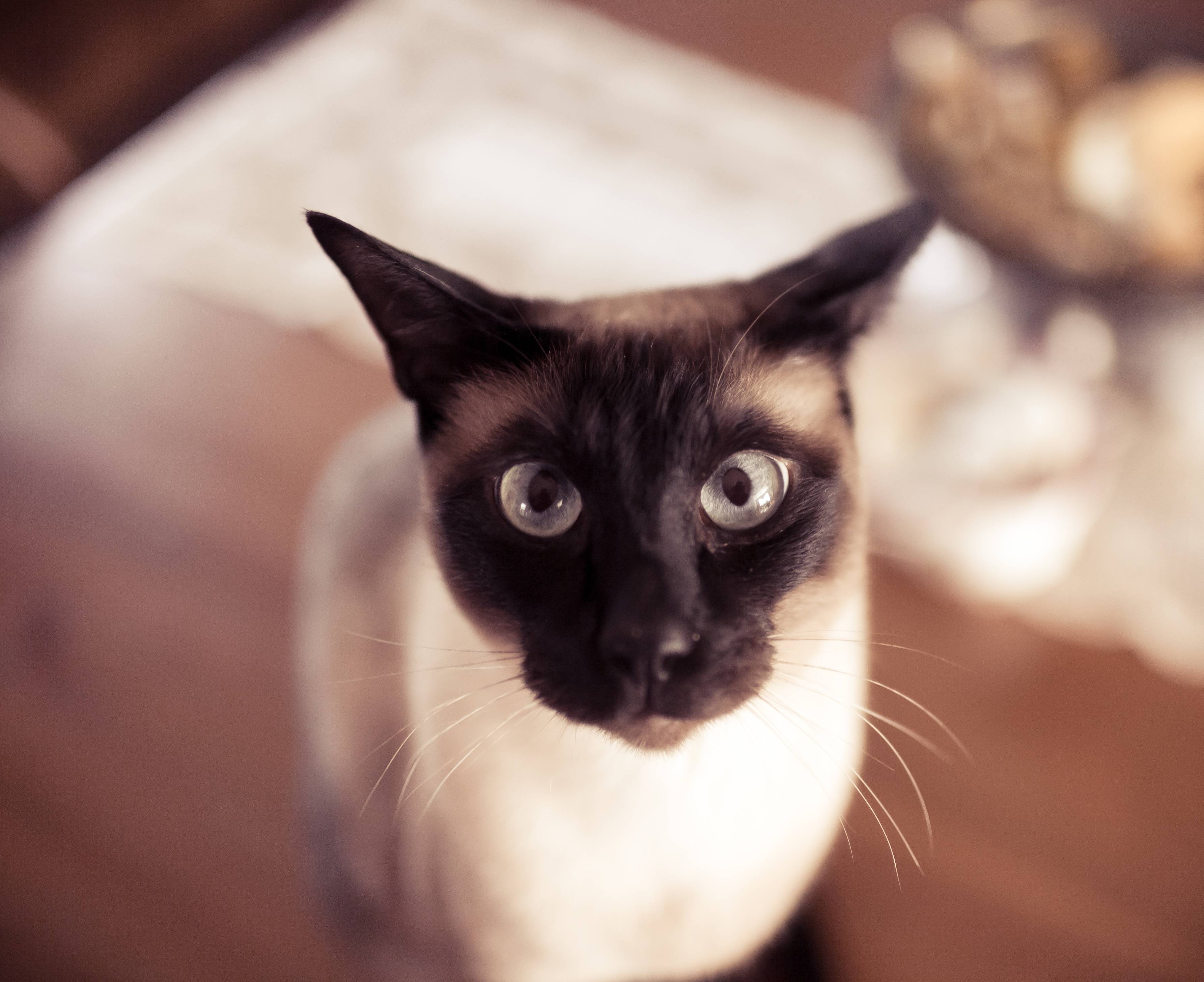 Siamese Cat Wallpapers Wallpaper Cave