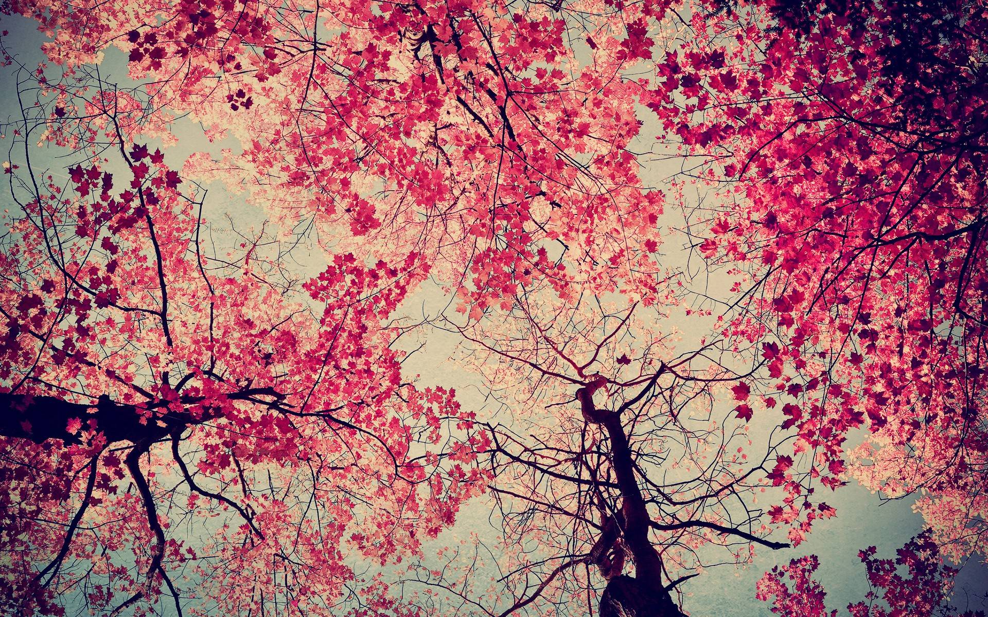 Pink Trees Wallpapers Wallpaper Cave