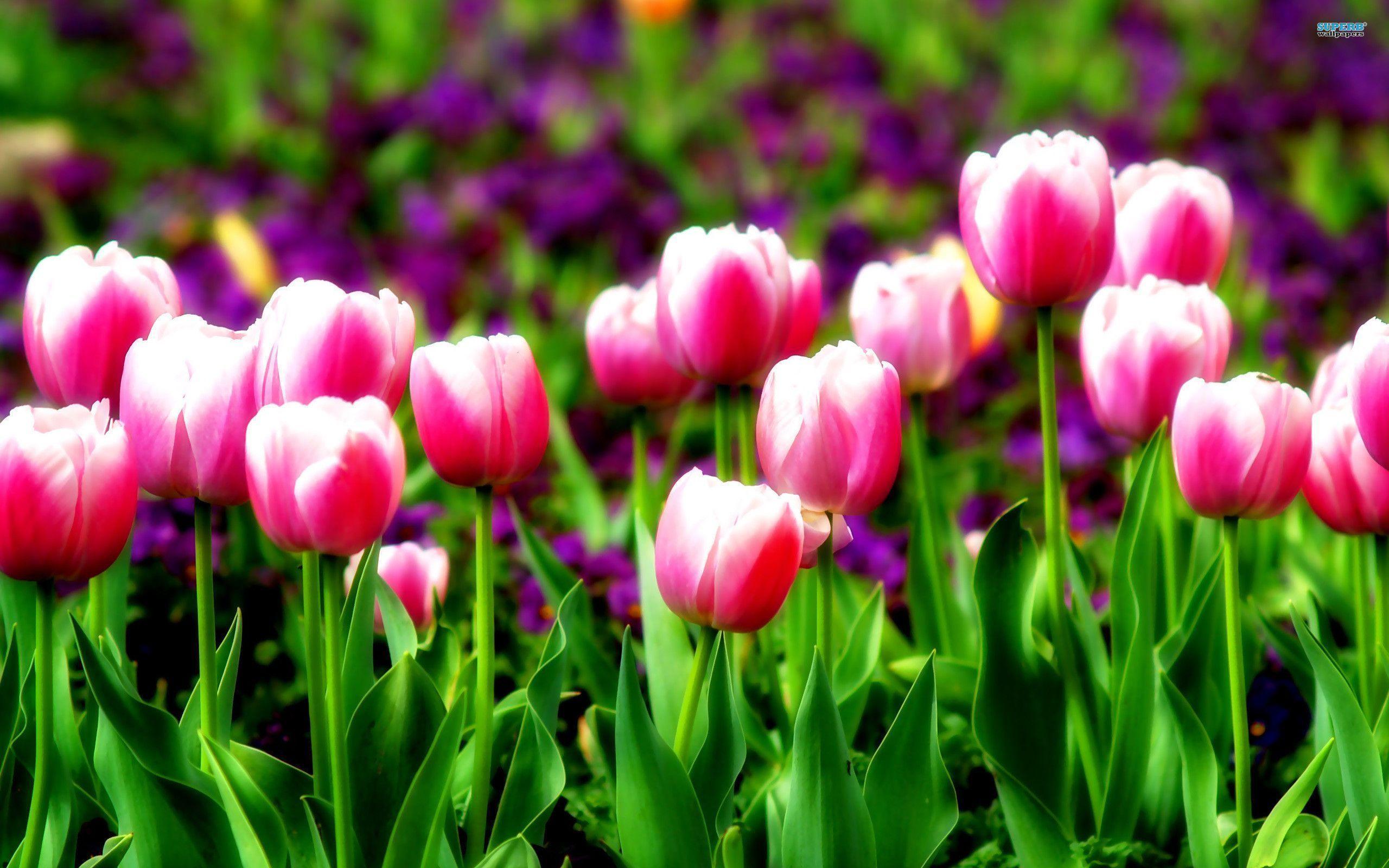 Tulip Wallpapers Wallpaper Cave
