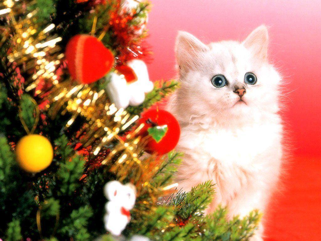 Christmas Kitten Wallpapers Wallpaper Cave
