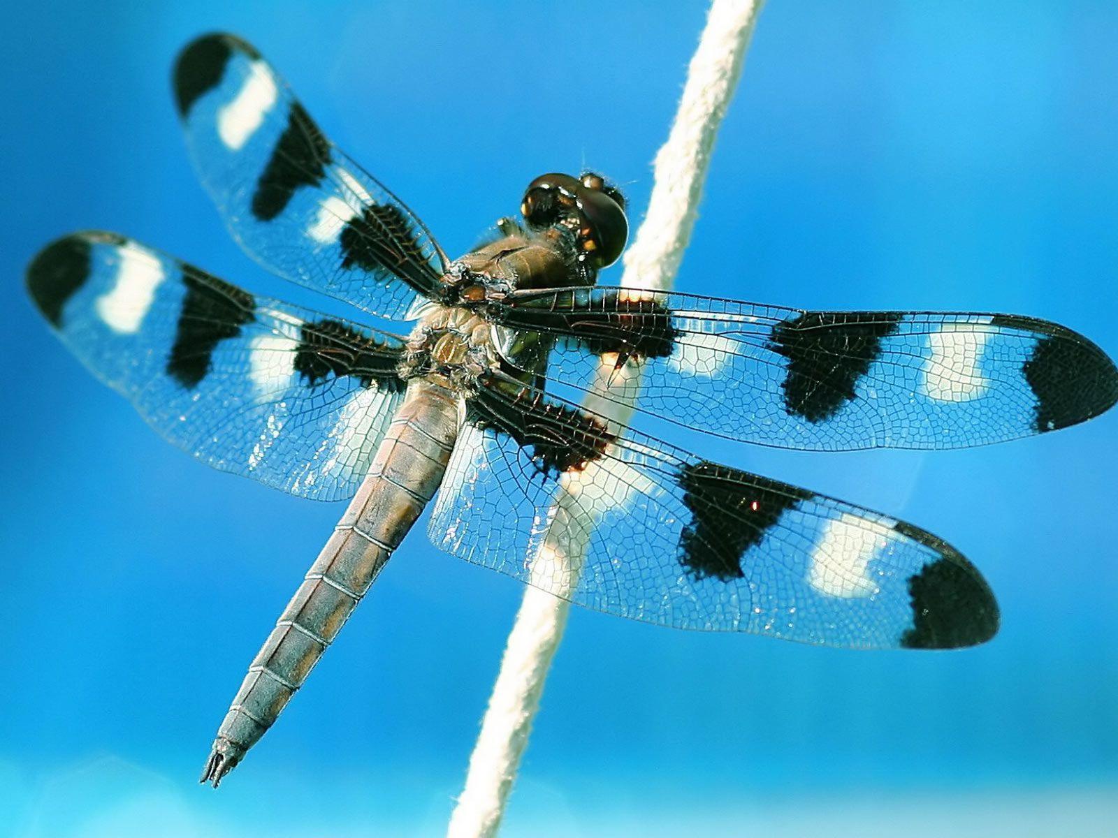Dragonfly Backgrounds Wallpaper Cave