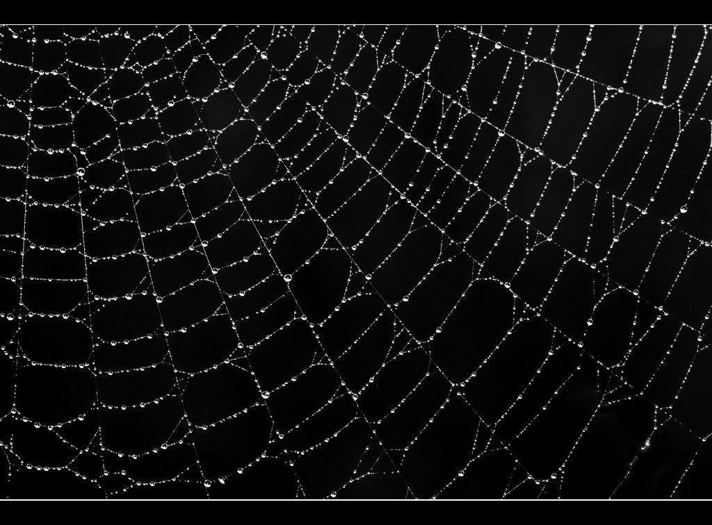 Spider Web Backgrounds Wallpaper Cave