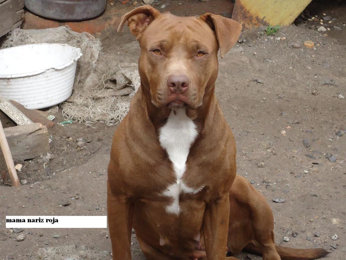 Red Nose Pitbull Wallpapers Wallpaper Cave