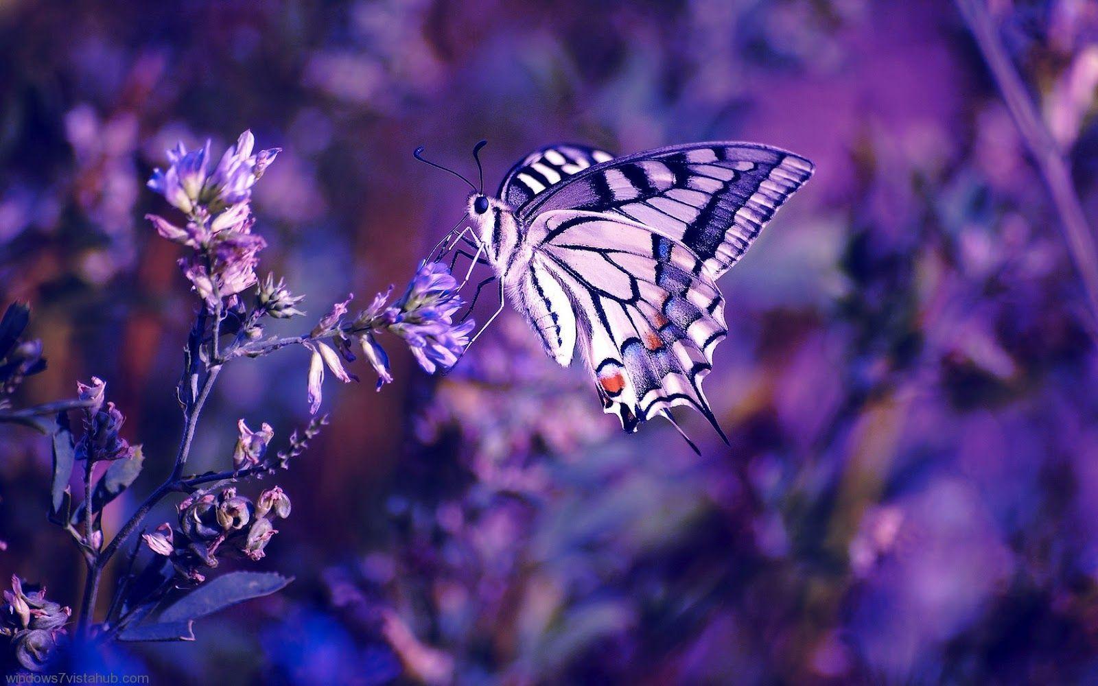 Purple Butterfly Backgrounds Wallpaper Cave