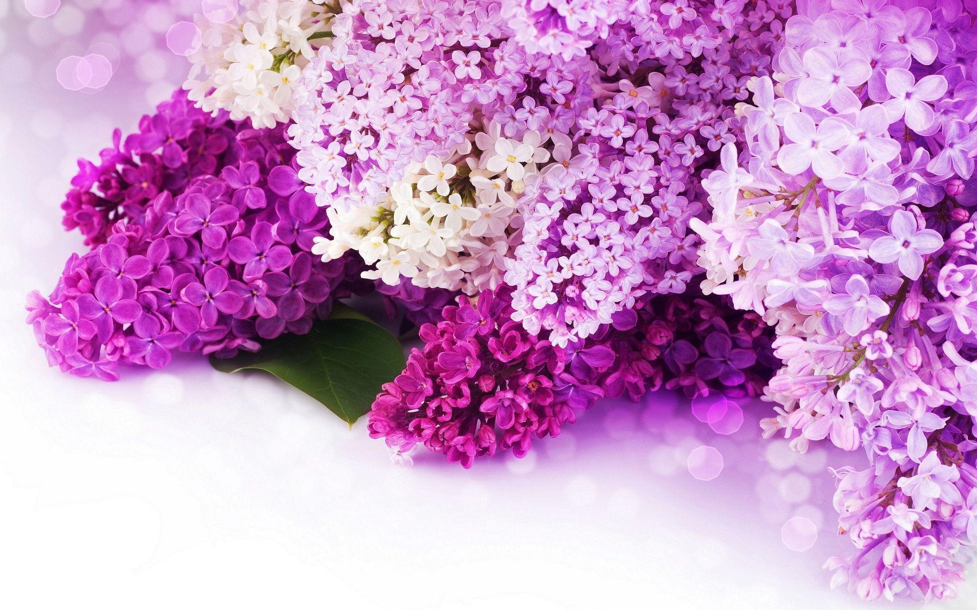 Pink And Purple Flower Backgrounds Wallpaper Cave