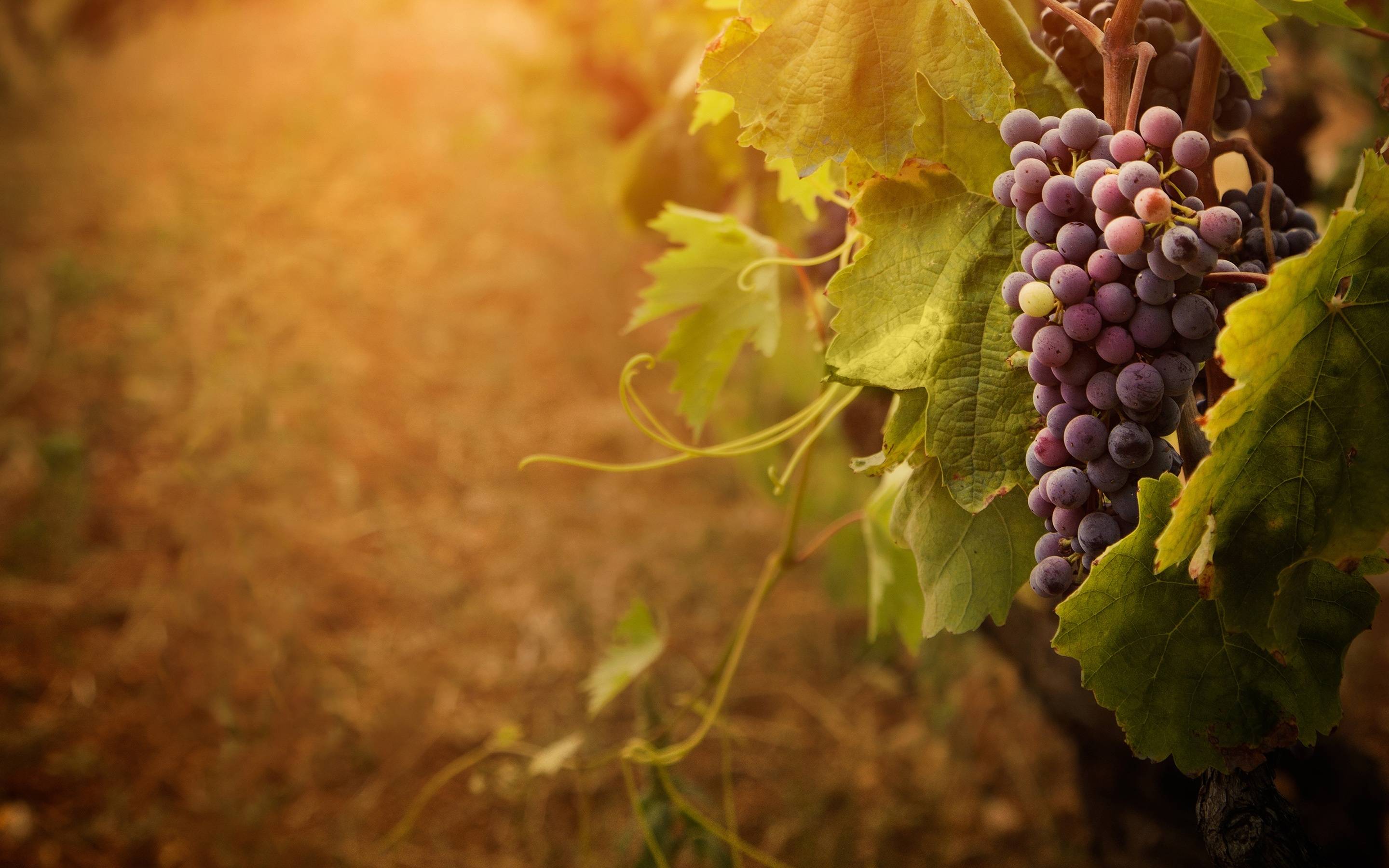 Wallpapers Grapes Wallpaper Cave