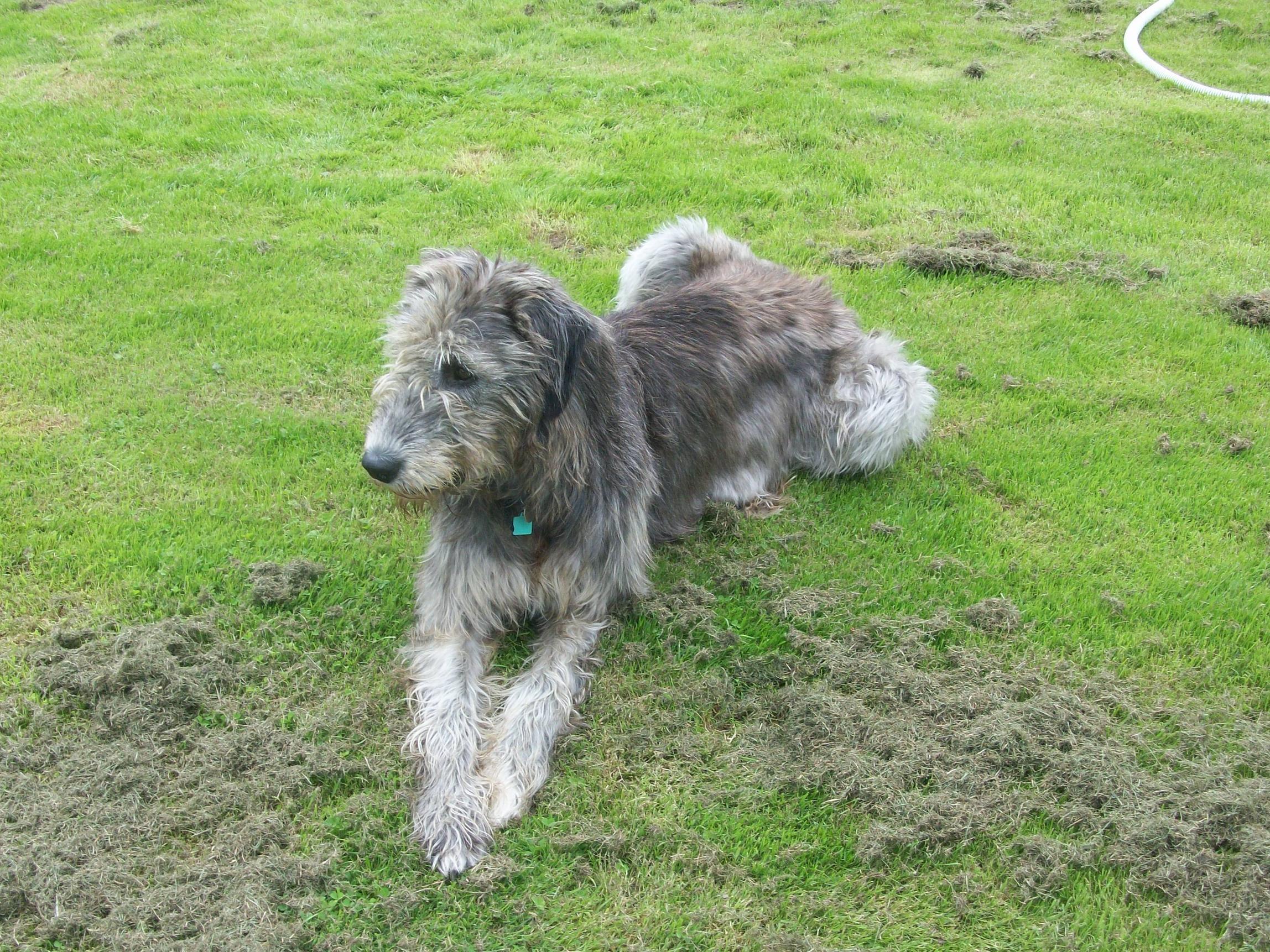 Irish Wolfhound Wallpapers Wallpaper Cave