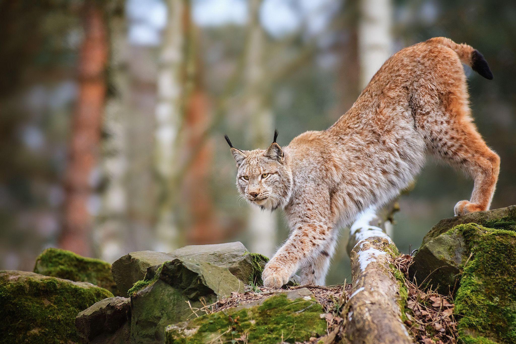 Lynx Wallpapers Wallpaper Cave