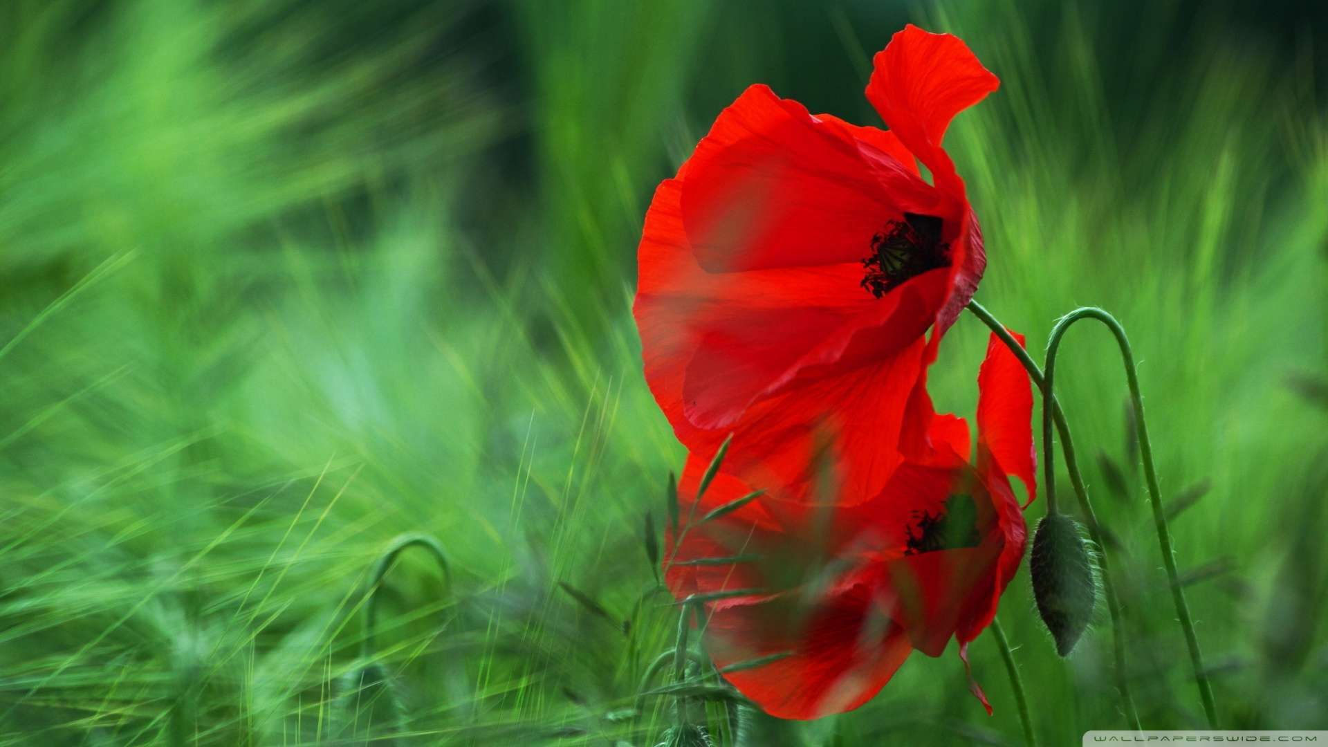 Red Poppy Wallpapers Wallpaper Cave