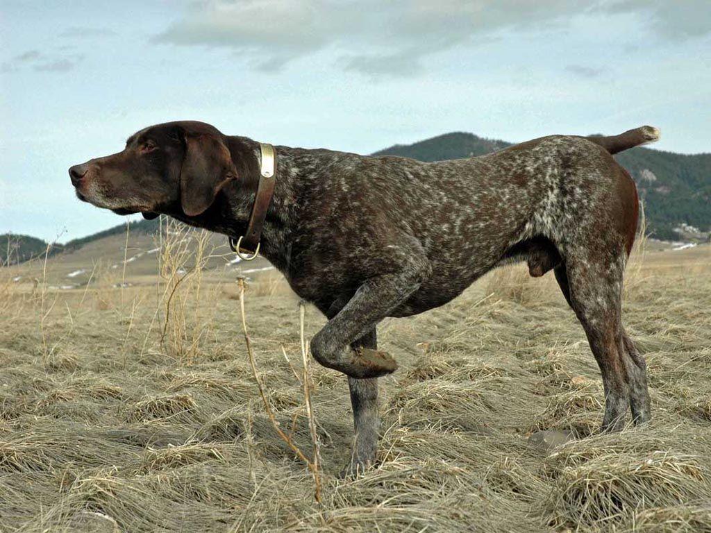 Hunting Dog Wallpapers Wallpaper Cave