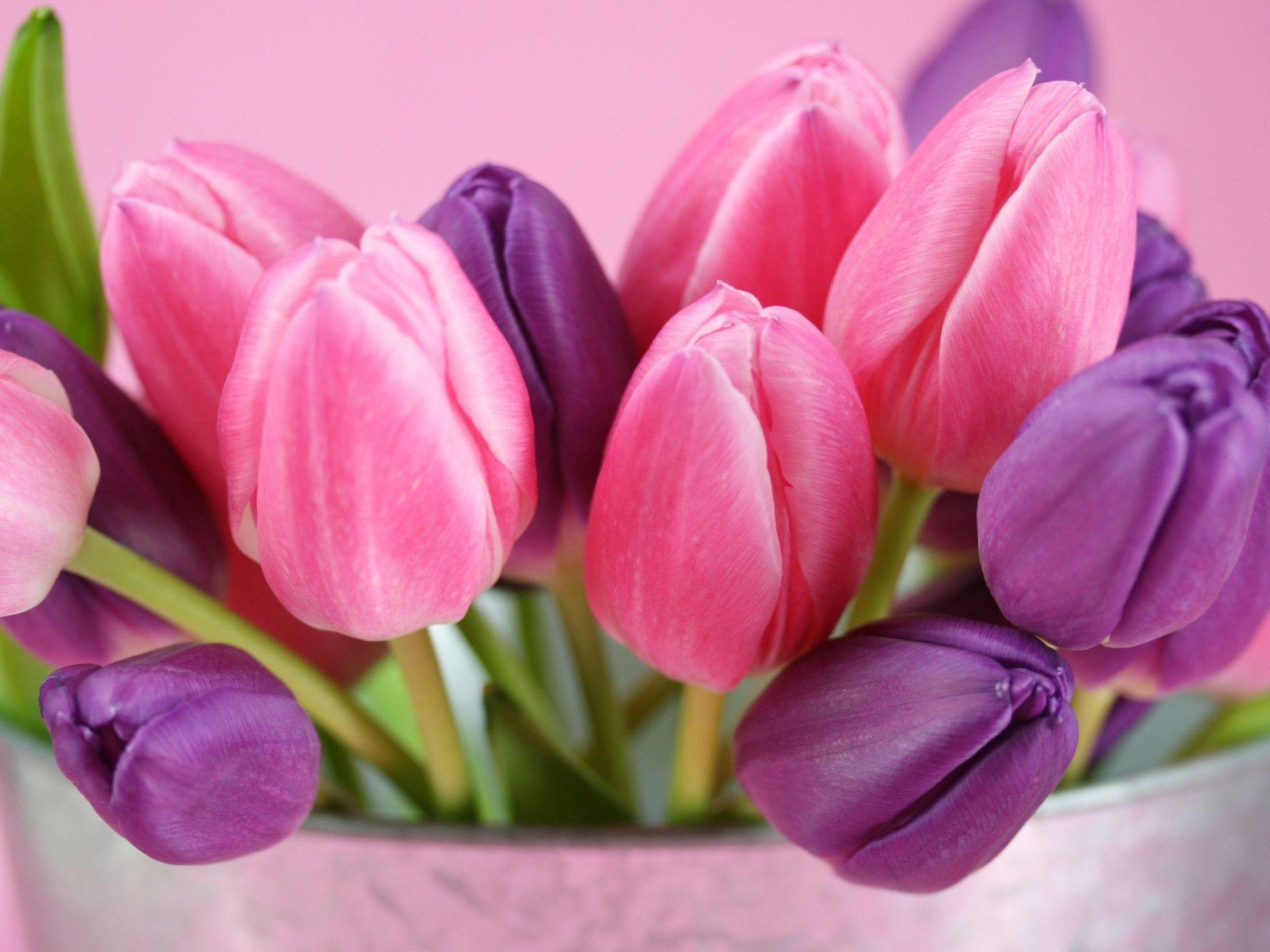 Pink Tulips Wallpapers Wallpaper Cave