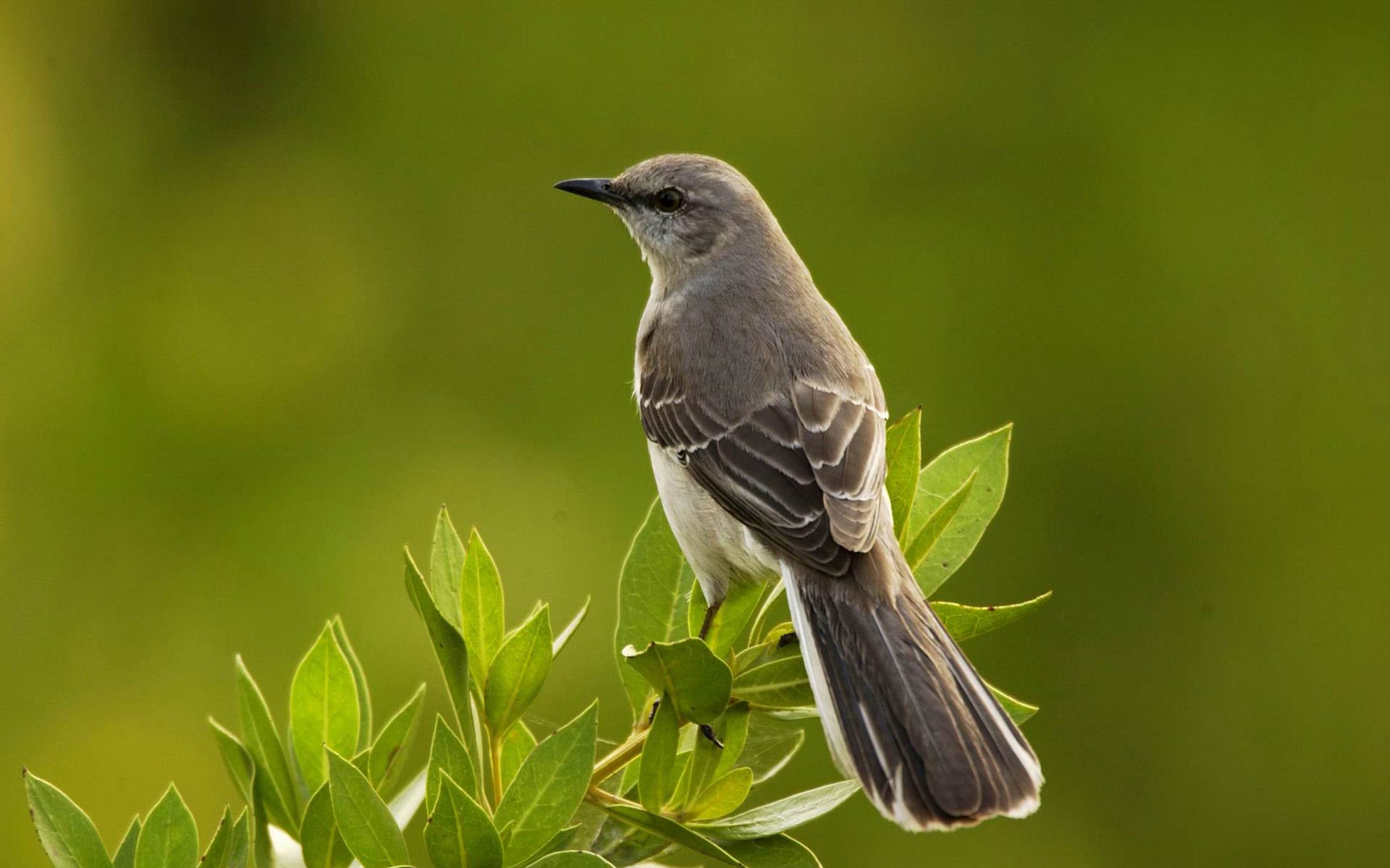 Mockingbird Wallpapers Wallpaper Cave
