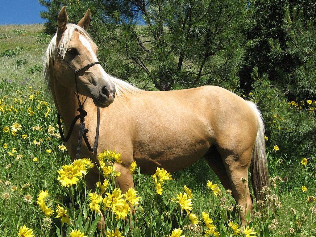 Quarter Horse Wallpapers Wallpaper Cave