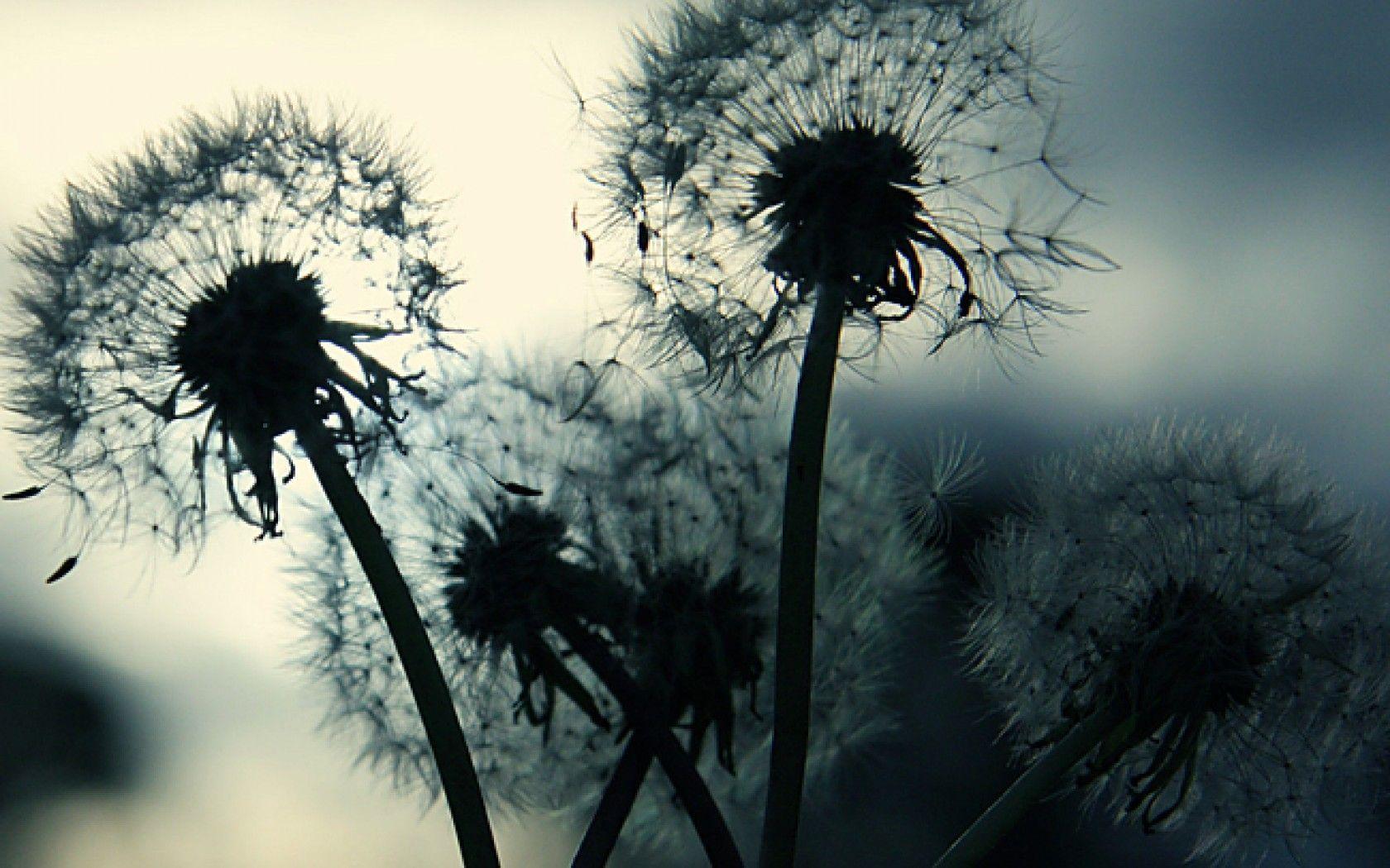 Dandelion Wallpapers Wallpaper Cave