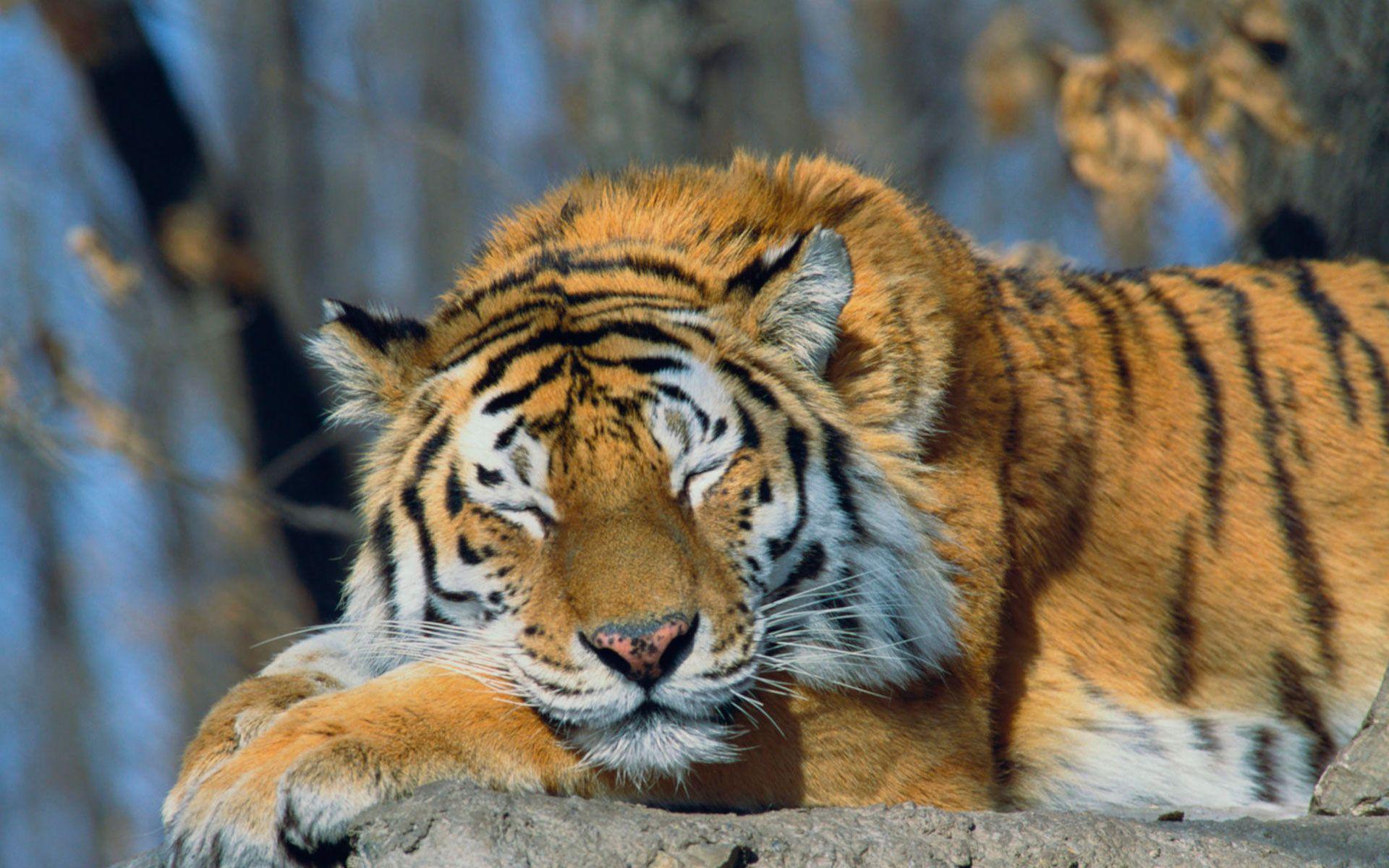 Siberian Tiger Wallpapers Wallpaper Cave