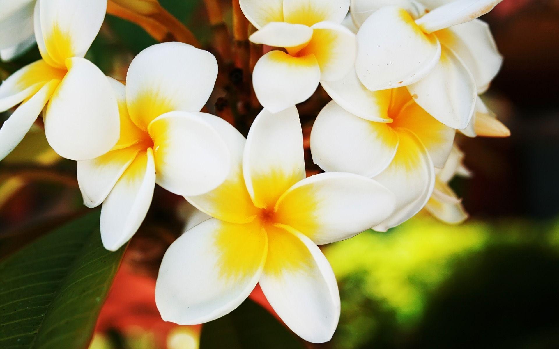 Frangipani Wallpapers Wallpaper Cave